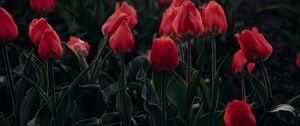 Превью обои тюльпаны, красный, цветущий, клумба
