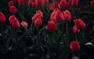 Превью обои тюльпаны, красный, цветущий, клумба