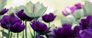 Превью обои тюльпаны, лепестки, белый, фиолетовый, цветы