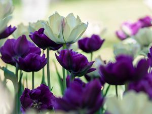 Превью обои тюльпаны, лепестки, белый, фиолетовый, цветы