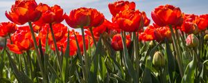 Превью обои тюльпаны, лепестки, листья, цветы, весна