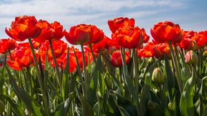 Превью обои тюльпаны, лепестки, листья, цветы, весна