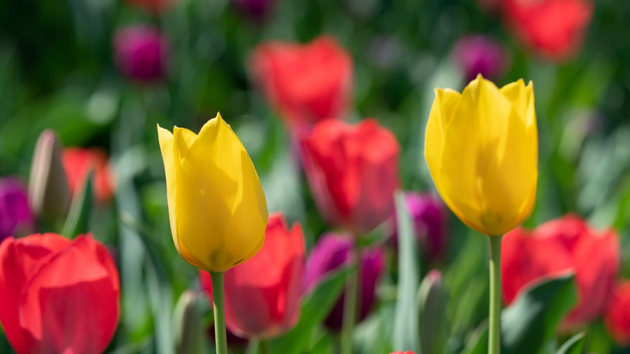 Обои тюльпаны, лепестки, цветы, разноцветный