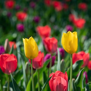 Превью обои тюльпаны, лепестки, цветы, разноцветный