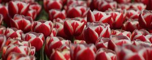 Превью обои тюльпаны, лепестки, цветы, красный, белый