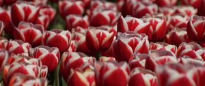Превью обои тюльпаны, лепестки, цветы, красный, белый