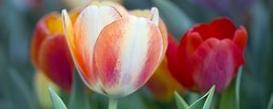 Превью обои тюльпаны, листья, цветы, растения, природа