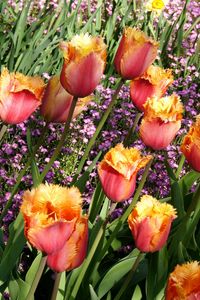 Превью обои тюльпаны, махровые, цветы, клумба, весна, красота