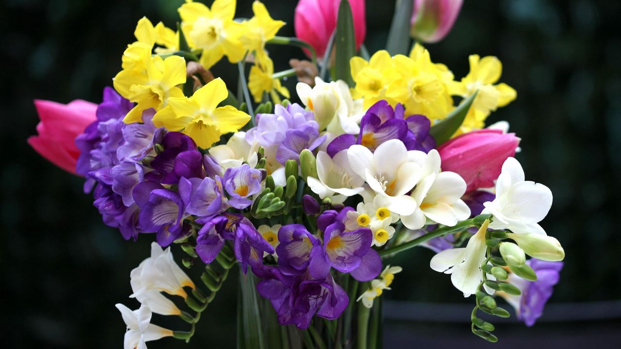 Обои тюльпаны, нарциссы, фрезия, букет, цветы, ваза