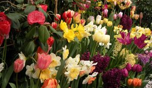 Превью обои тюльпаны, нарциссы, гиацинт, зелень, клумба, весна