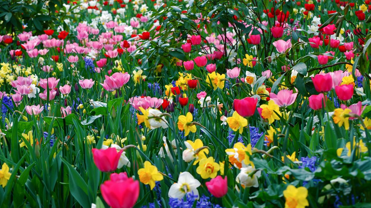 Обои тюльпаны, нарциссы, цветы, поляна, красота, весна