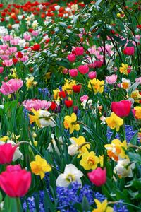 Превью обои тюльпаны, нарциссы, цветы, поляна, красота, весна