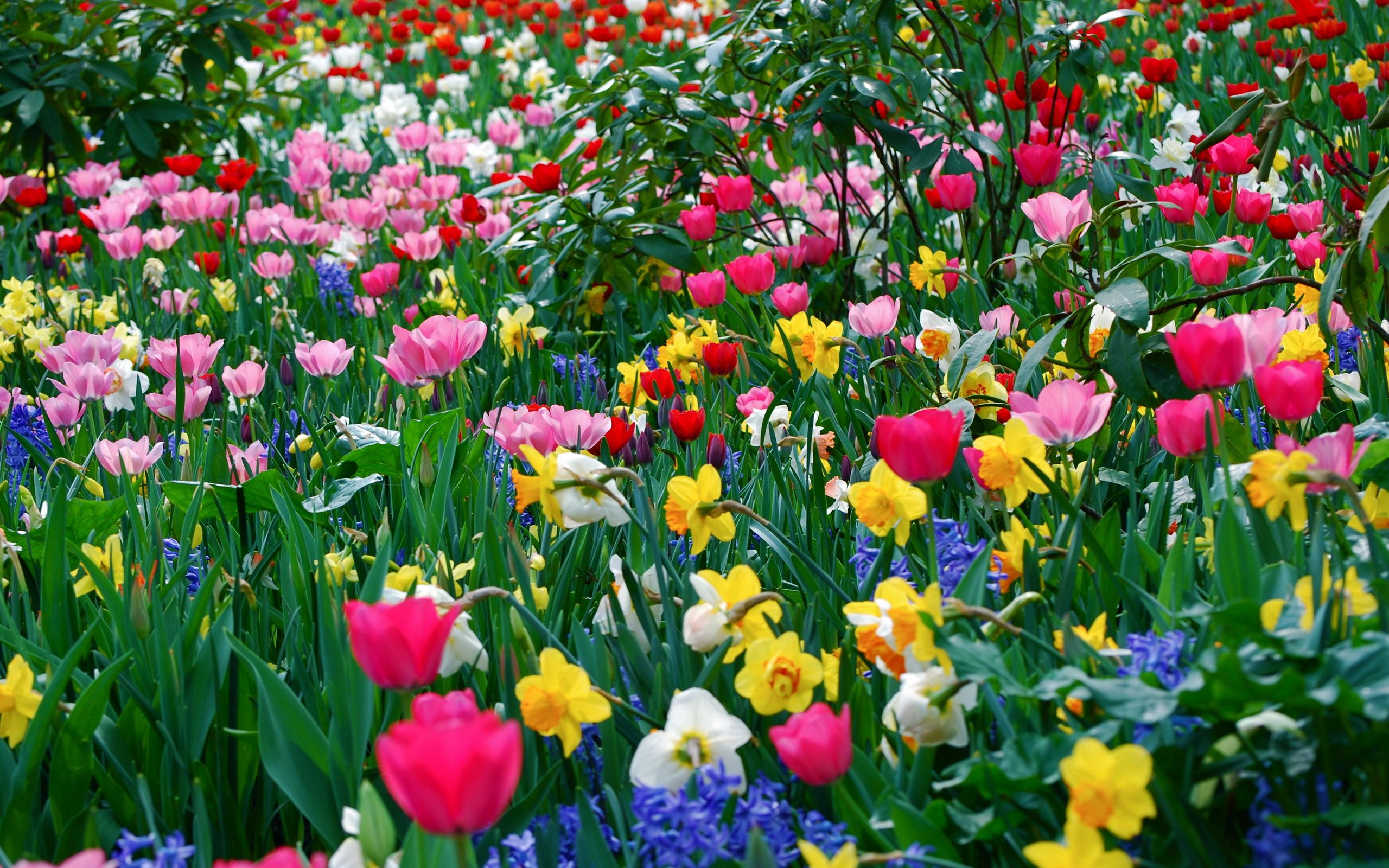 Скачать 2560x1600 тюльпаны, нарциссы, цветы, поляна, красота, весна обои,  картинки 16:10
