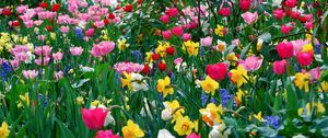 Превью обои тюльпаны, нарциссы, цветы, поляна, красота, весна