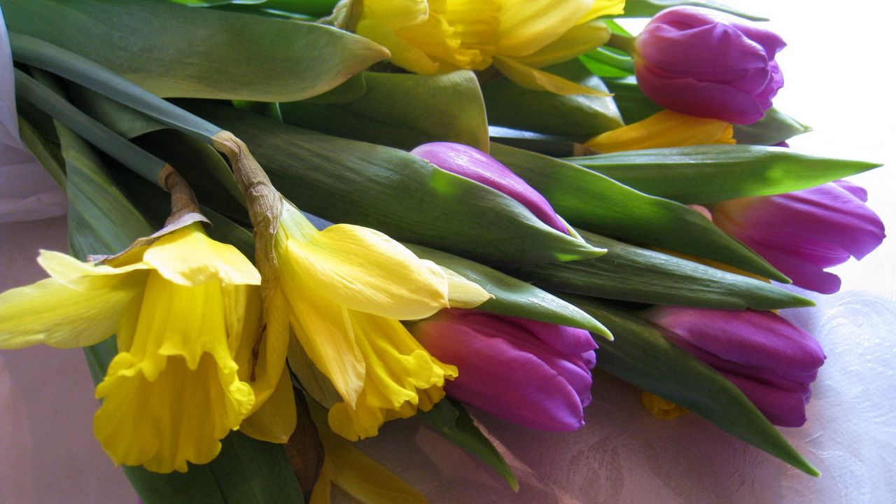 Обои тюльпаны, нарциссы, цветы, букет, скатерть