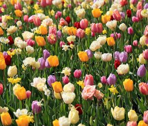 Превью обои тюльпаны, нарциссы, цветы, клумба, весна, настроение
