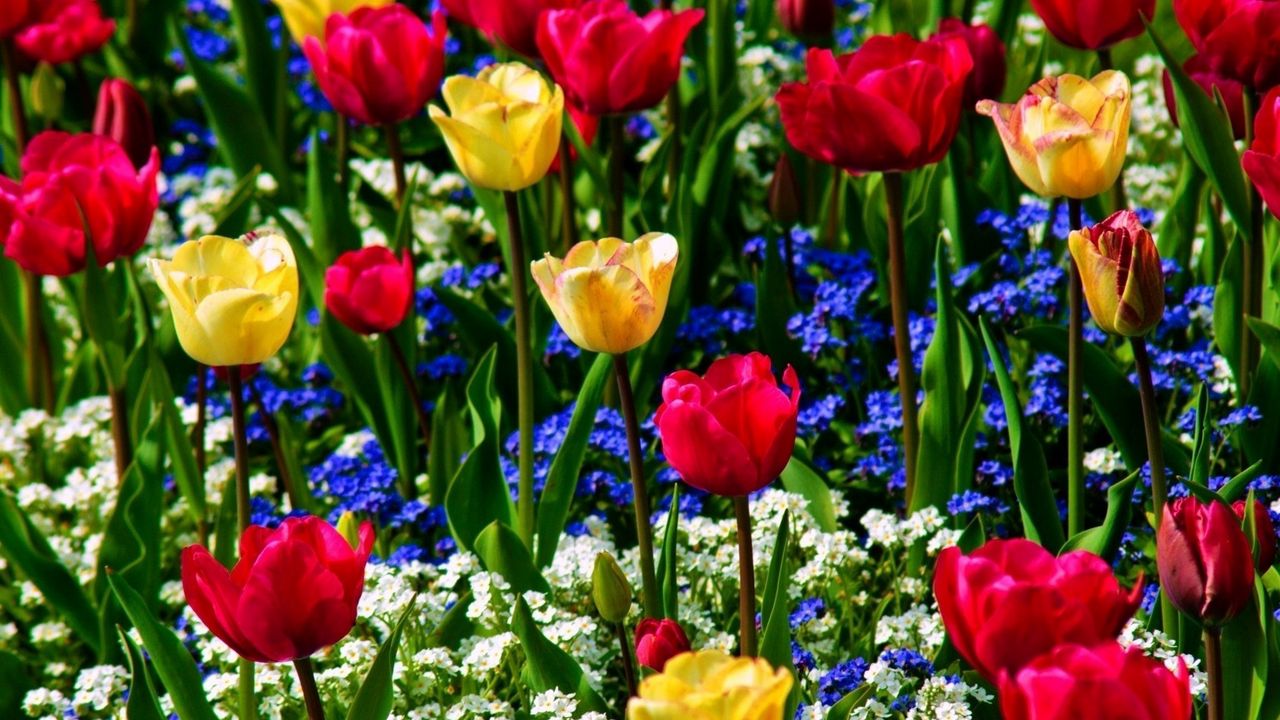 Обои тюльпаны, незабудки, цветы, зелень, красота, настроение
