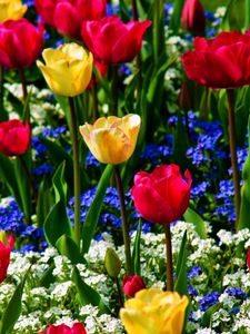 Превью обои тюльпаны, незабудки, цветы, зелень, красота, настроение