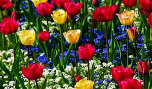 Превью обои тюльпаны, незабудки, цветы, зелень, красота, настроение