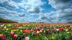 Превью обои тюльпаны, поле, цветы, природа, небо