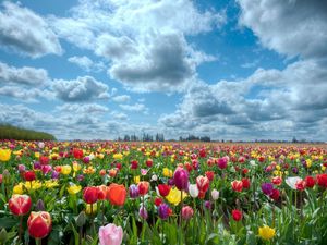 Превью обои тюльпаны, поле, цветы, природа, небо