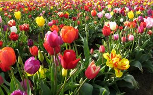 Превью обои тюльпаны, поле, весна, разные, красота