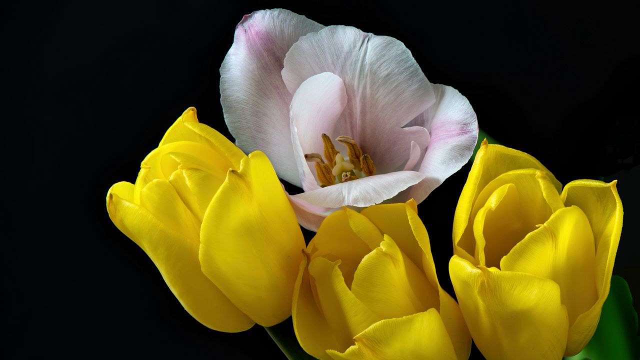 Обои тюльпаны, пыльца, цветы, лепестки, черный фон