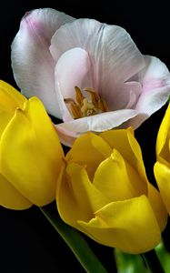 Превью обои тюльпаны, пыльца, цветы, лепестки, черный фон