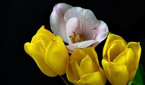 Превью обои тюльпаны, пыльца, цветы, лепестки, черный фон