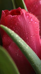 Превью обои тюльпаны, растение, капли, бутоны, цветы