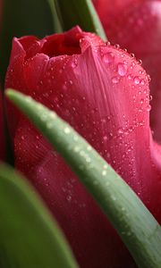 Превью обои тюльпаны, растение, капли, бутоны, цветы