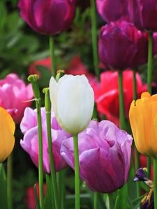 Превью обои тюльпаны, растение, цветы, поле, разноцветный