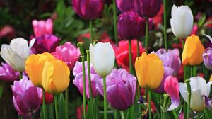 Превью обои тюльпаны, растение, цветы, поле, разноцветный