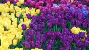 Превью обои тюльпаны, разные, цветы, яркие, клумба, красота