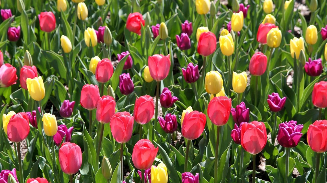Обои тюльпаны, разные, цветы, клумба, весна, солнечно
