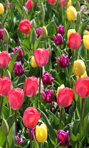 Превью обои тюльпаны, разные, цветы, клумба, весна, солнечно