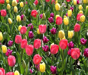 Превью обои тюльпаны, разные, цветы, клумба, весна, солнечно