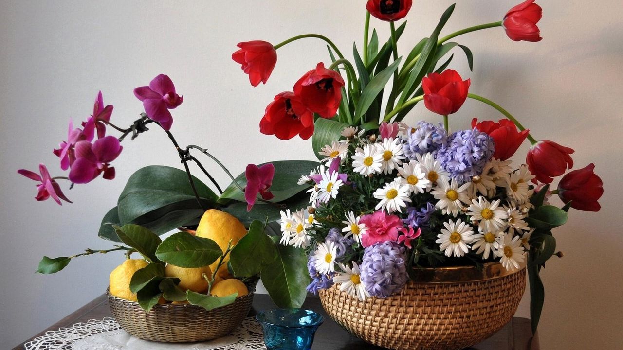 Обои тюльпаны, ромашки, орхидея, гиацинты, лимоны, листья, натюрморт