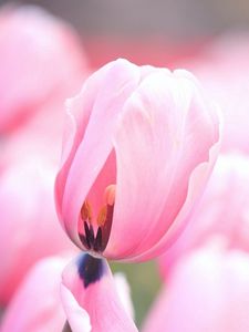 Превью обои тюльпаны, розовые, цветы