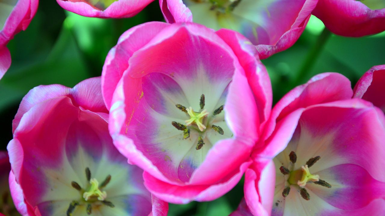 Обои тюльпаны, розовый, бутоны, крупным планом