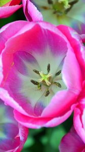 Превью обои тюльпаны, розовый, бутоны, крупным планом