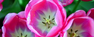 Превью обои тюльпаны, розовый, бутоны, крупным планом