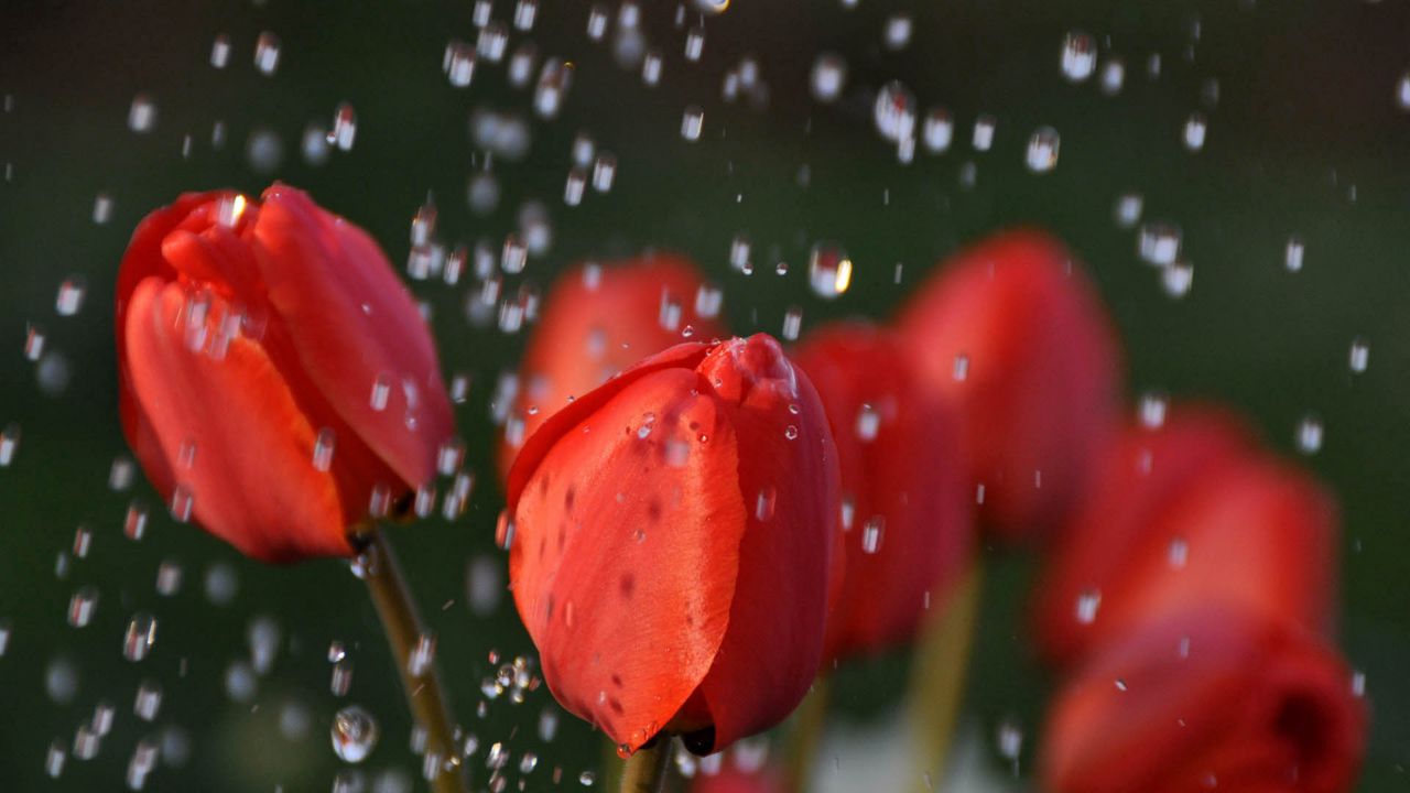 Обои тюльпаны, цветок, красный