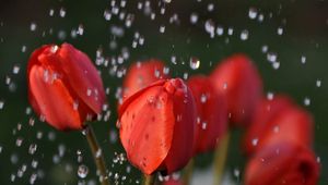 Превью обои тюльпаны, цветок, красный
