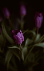 Превью обои тюльпаны, цветок, растение, макро, фиолетовый