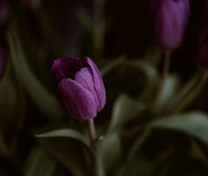 Превью обои тюльпаны, цветок, растение, макро, фиолетовый
