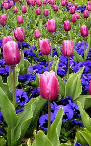 Превью обои тюльпаны, цветы, анютины глазки, клумба, весна