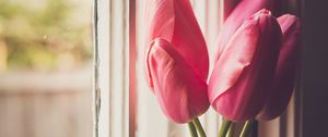 Превью обои тюльпаны, цветы, банка, окно