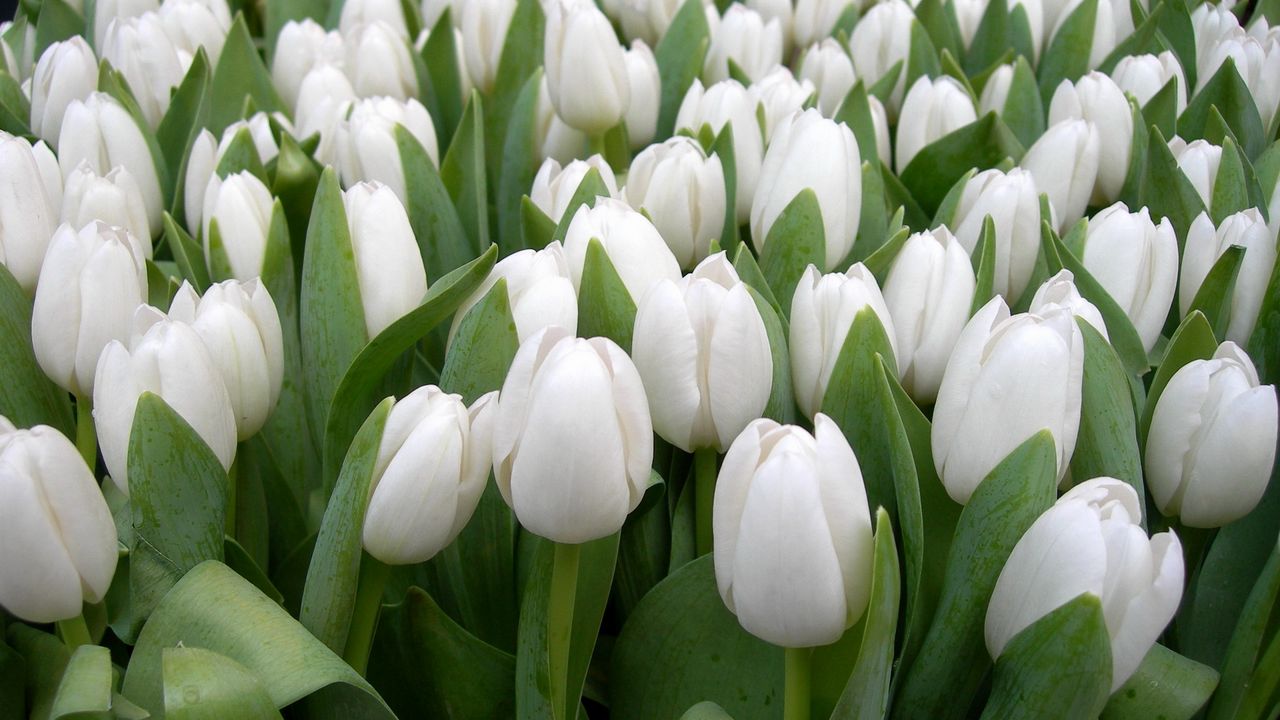 Обои тюльпаны, цветы, белые, весна, красота, зелень