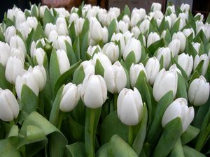 Превью обои тюльпаны, цветы, белые, весна, красота, зелень